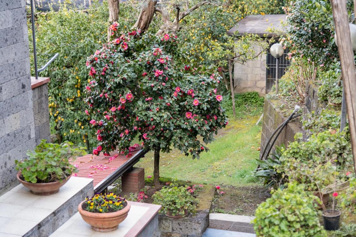 Sorrentovibes - Sea View Rooftop Apartment With Jacuzzi & Garden Buitenkant foto